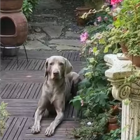 Weimaraner con pedigree ENCI