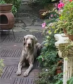 Weimaraner con pedigree ENCI