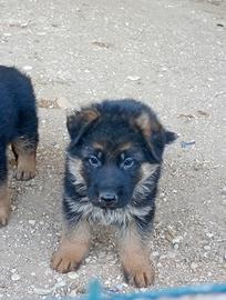 Pastore tedesco cuccioli