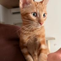 Gattini