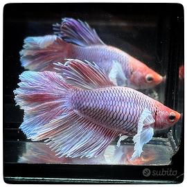 Betta Splendens Halfmoon Dragon Scale