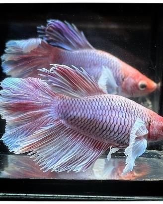 Betta Splendens Halfmoon Dragon Scale