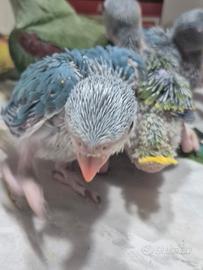 Parrocchetti dal collare cleartail