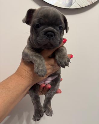 Bouledogue FRANCESE