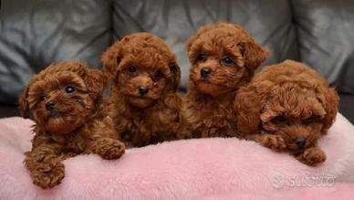 Barboncino Miny toy Rossi