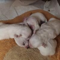 Cuccioli cane maltese