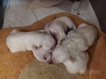 Cuccioli cane maltese