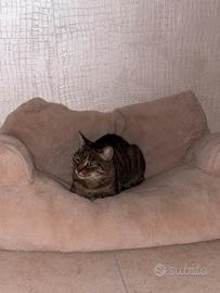 Gattina sterilizzata taglia piccola