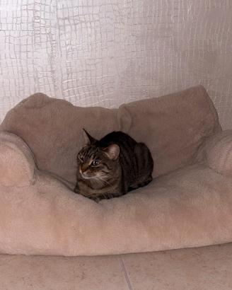 Gattina sterilizzata taglia piccola