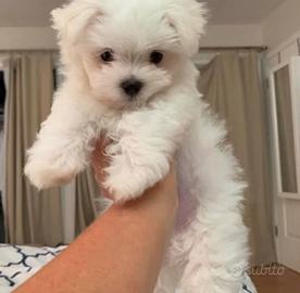 Maltese toy