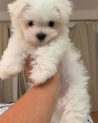 Maltese toy