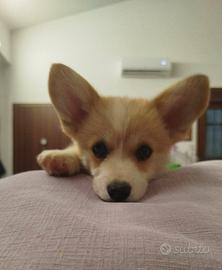Pembroke Welsh Corgi