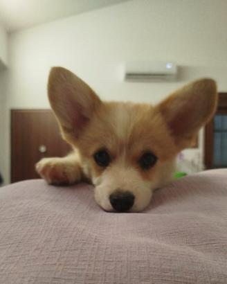 Pembroke Welsh Corgi