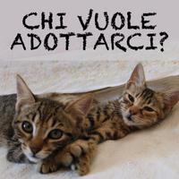 Cuccioli di gatto Striati di 14 settimane