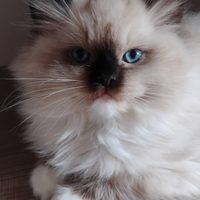 Cuccioli Ragdoll