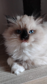 Cuccioli Ragdoll