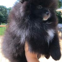 VOLPINI - VOLPINO SPITZ di POMERANIA CUCCIOLI NERI