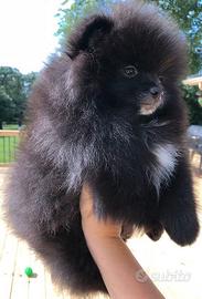 VOLPINI - VOLPINO SPITZ di POMERANIA CUCCIOLI NERI