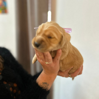 Golden Retriver americano