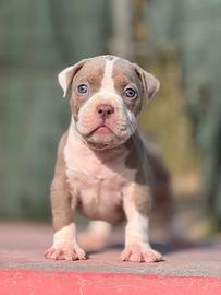 American pitbull terrier