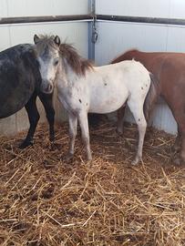 miny pony 