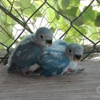 Pappagalli Inseparabili DA IMBECCO