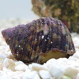 Lumache Acquario marino - Turbo - Euplica