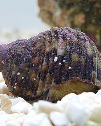 Lumache Acquario marino - Turbo - Euplica