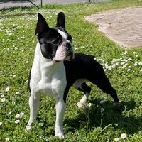 Maschio Boston terrier disponibile per accoppiamen