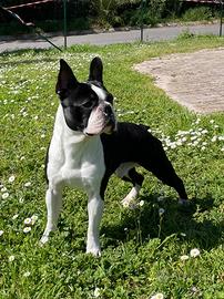 Maschio Boston terrier disponibile per accoppiamen