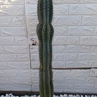 cactus cereus 