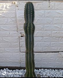 cactus cereus 