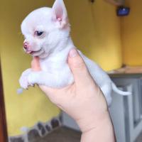 Chihuahua piccolo piccolo