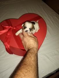 Chihuahua mini Toy femmine