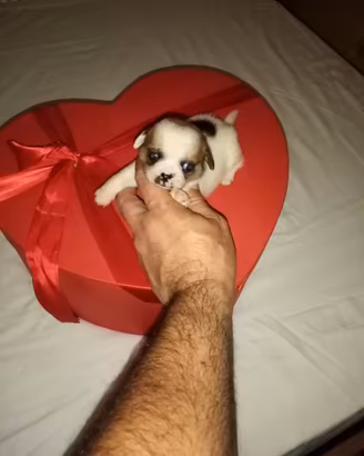 Chihuahua mini Toy femmine