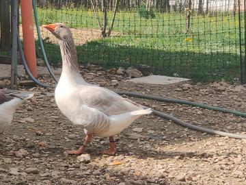 Maschio oca di Franconia