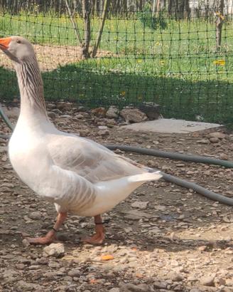 Maschio oca di Franconia