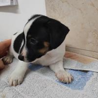 Cuccioli di jack russell con pedigree enci