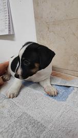 Cuccioli di jack russell con pedigree enci