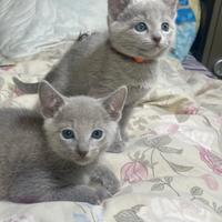 Gattini Blu di Russia