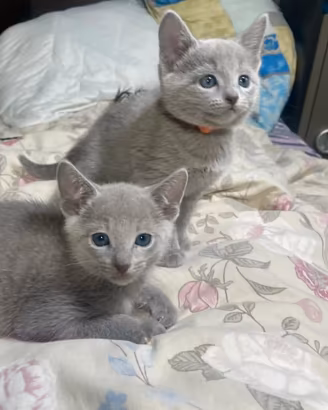 Gattini Blu di Russia