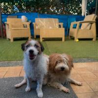 Cucciolo jack russel