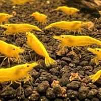 Neocaridine Yellow Fire Neon