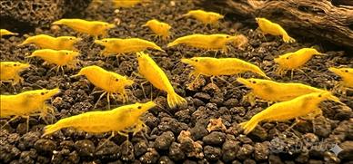 Neocaridine Yellow Fire Neon