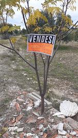 Terreno agricolo sito in Corato, contrada la Cacch