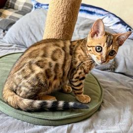 Bengal