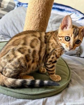 Bengal