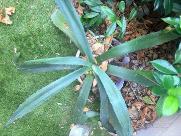 Agave