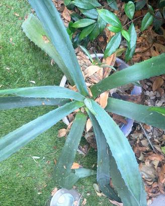 Agave
