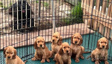 Cocker spaniel inglesi Fulvi